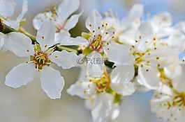 春天,開花,盛開
