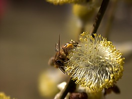 蜜蜂,自然,花