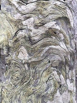 木材,樹皮,樹