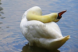 動(dòng)物,天鵝,驕傲