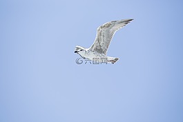 鳥(niǎo),海鷗,環(huán)境