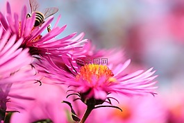 花,開花,宏