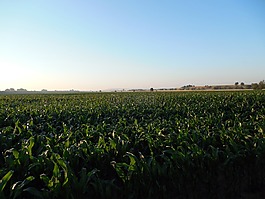 麥田,玉米,字段