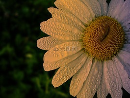 雛菊,詳細,濕