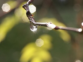 雨,下降,枝杈