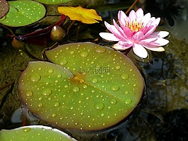 睡蓮,池塘,水生植物