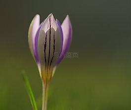 藏紅花,紫,春天