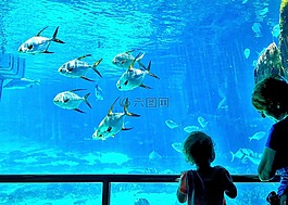 魚(yú),坦克,查看