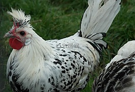 雞,動物,家禽