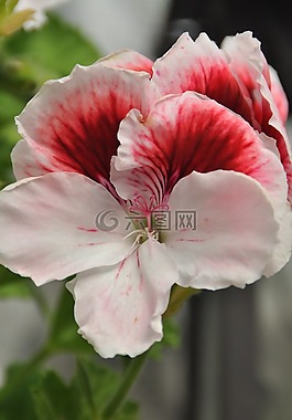 天竺葵,花,粉紅色的花