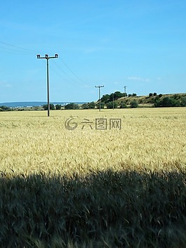 麦田,小麦,桅杆