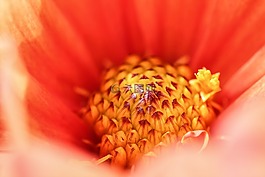 開花,花,紅色