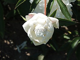 白花,pfingstsrose,花