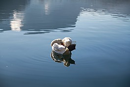 天鵝,湖,水