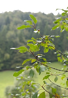 葉子,分支機(jī)構(gòu),樹