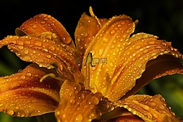 百合,黄花菜,花