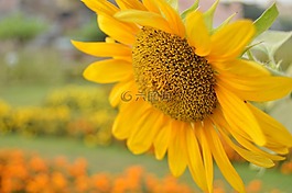 向日葵,花,自然
