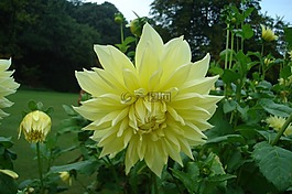 花,公園,黃色