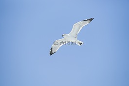 鳥(niǎo),海鷗,環(huán)境