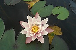 睡蓮,花,水百合