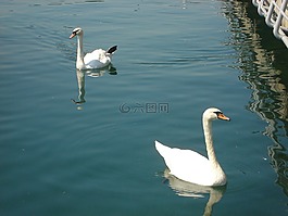 天鵝,鳥,湖