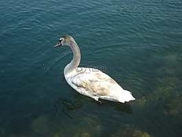天鵝,鳥,湖