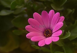 花,廠,性質(zhì)