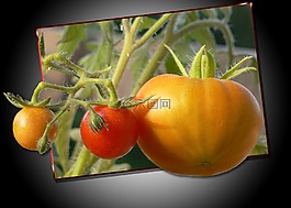 蕃茄,黃色,紅色