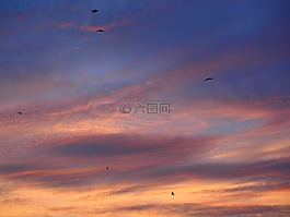 日落,鳥類,飛
