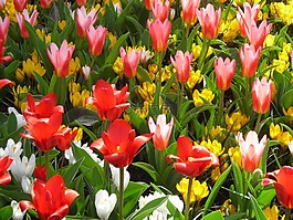 郁金香,藏紅花,鮮花