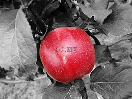 蘋果,紅色,水果