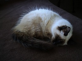 貓,寵物,睡眠