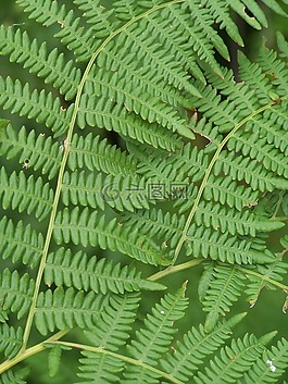 蕨類植物,綠色,森林