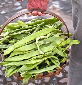 收獲,豆類,有機(jī)