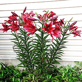 花,野生,自然