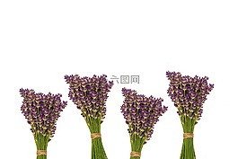 植物區(qū)系,花,自然
