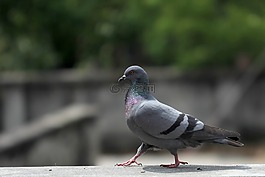 鴿子,走,驕傲