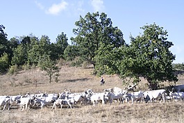 bogács,匈牙利灰色牛,羅伯特 · gulya