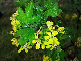fourberry,黃色,新鮮