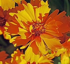 夏天花,mädchenauge,黄色