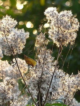 廠,性質(zhì),太陽