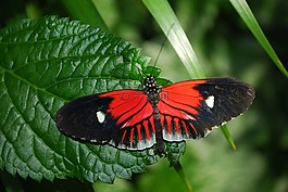 蝴蝶,花園,自然