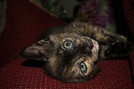 gato,filhote,猫