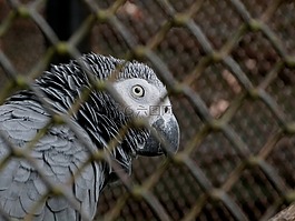 非洲灰鸚鵡,psittacus erithacus,灰鸚鵡