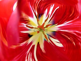 花,紅色,黃色