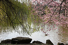 湖,池塘,水