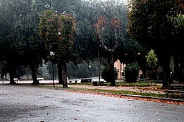 雨,水,樹