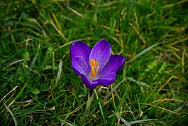 藏紅花,花,開花
