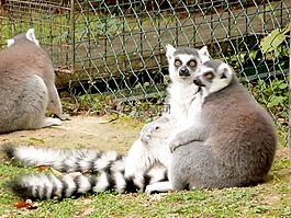 狐猴,動物園,動物