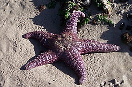 海星,海洋,海